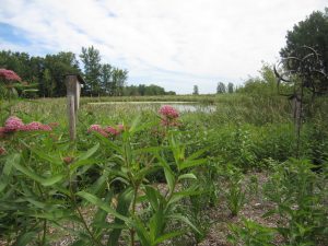 Lake Elmo: Planting for Clean Water - Wonderful Wetlands workshop