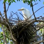 Gallery 4 - Herons and History Guided Kayak Tours