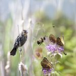 Invite Them In: Backyard Landscape for Pollinators (Virtual)