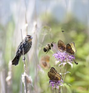 Invite Them In: Backyard Landscape for Pollinators (Virtual)