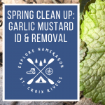 Spring Clean Up: Garlic Mustard ID & Removal