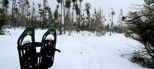 Snowshoe Discovery Walk for Beginners