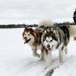 Gallery 1 - Dog Sledding Presentations and Rides in the Vineyard