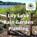 Lily Lake Rain Garden Planting