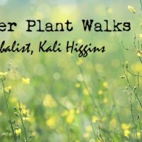 Summer Plant Walks with Herbalist, Kali Higgins