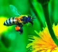 Honey Bee Club of Stillwater