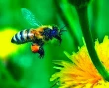 Honey Bee Club of Stillwater